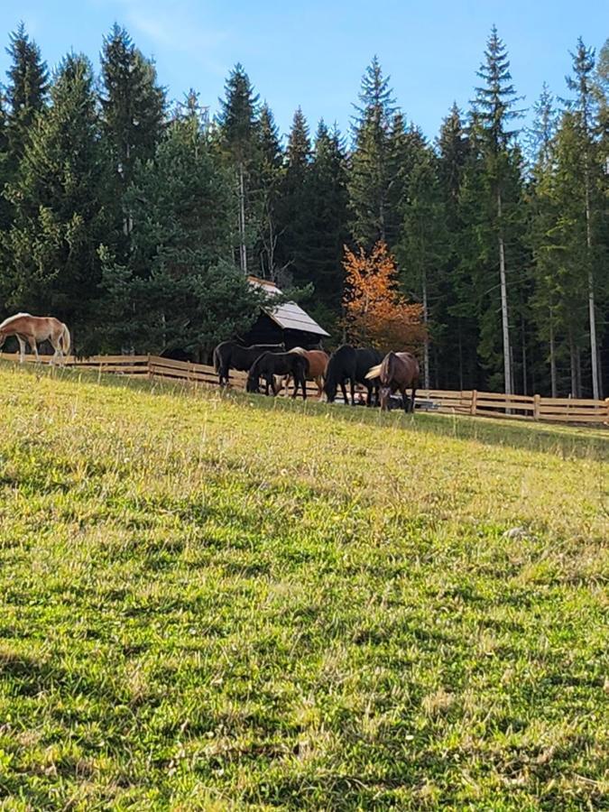 Urige Waldbienenhuette Lägenhet Diex Exteriör bild